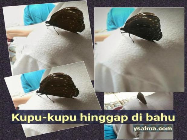 Foto kupu-kupu yang sedang hinggap di bahu kiri. Seperti penjaga yang menemani.