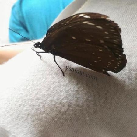 Kupu-kupu hinggap di bahu manusia karena mencium bau keringat. Sebab kupu perlu natrium atau garam yang ada dalam keringat