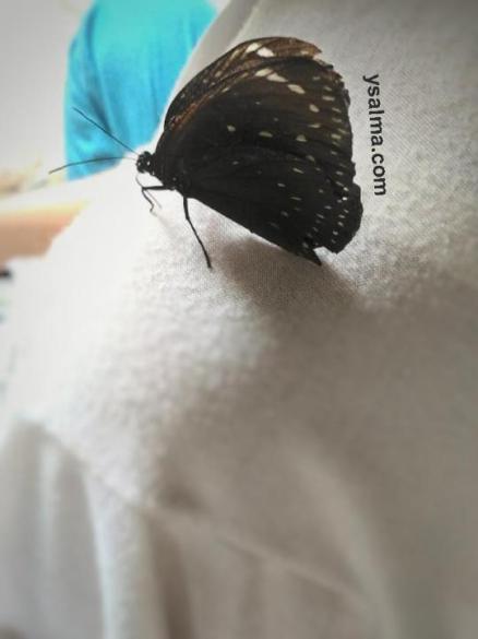 Kupu-kupu gagak hinggap dibahu, mungkin sedang menghisap keringat