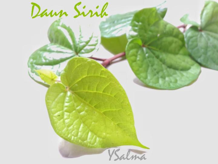 Kegunaan daun sirih hijau
