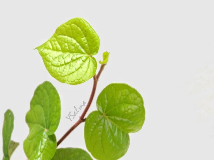 Manfaat daun sirih dan khasiatnya