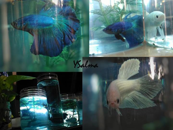 Memelihara ikan cupang di rumah