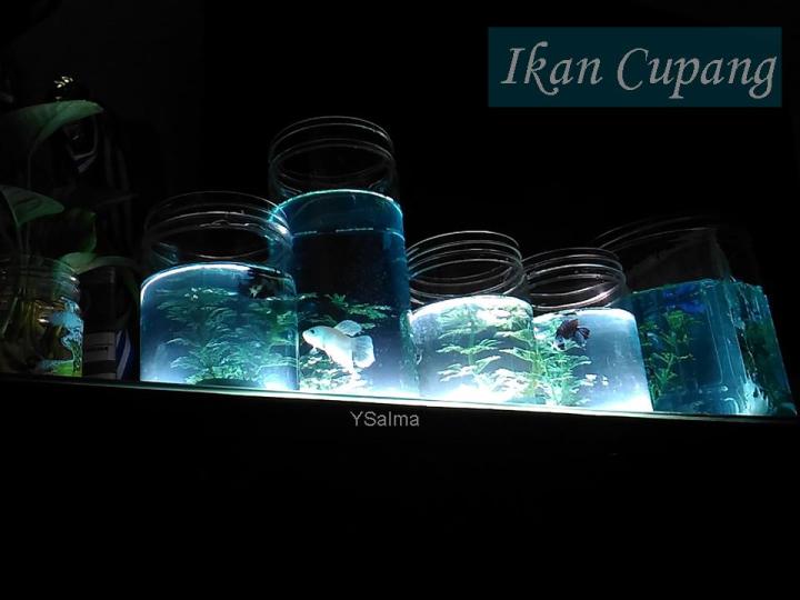 Wadah ikan cupang dari bekas toples kue kering