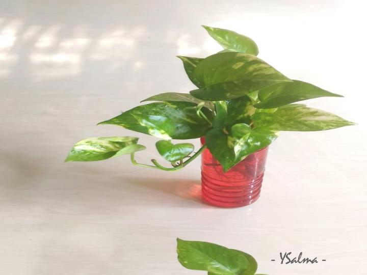 Cara memanjakan diri sendiri dengan hobi bertanam