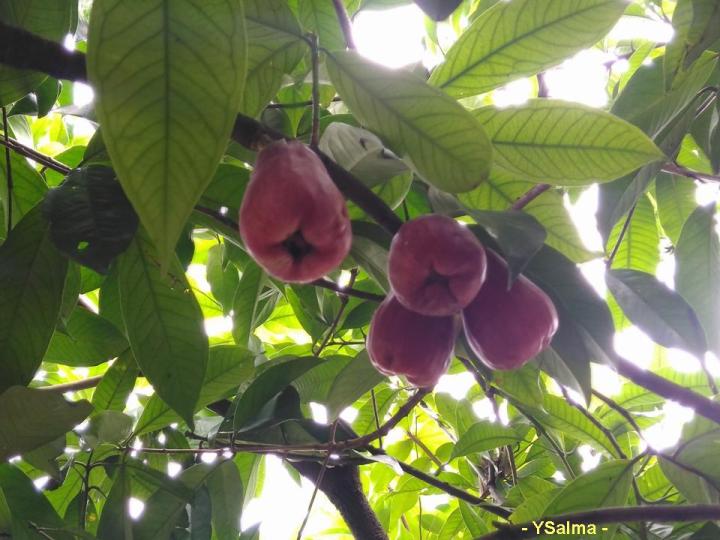 manfaat jambu jamaika dan cirinya