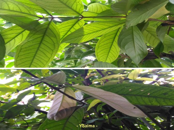 manfaat jambu jamaika bentuk daunnya