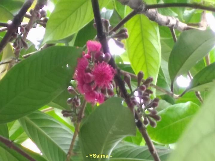 manfaat daun jamaika dan warna bunganya