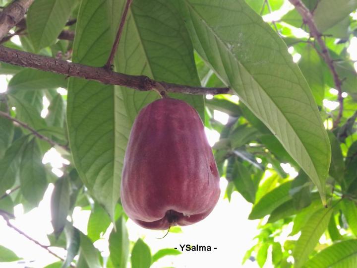 manfaat jambu jamaikan mencegah penuaan dini