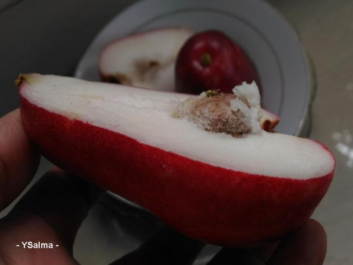 manfaat jambu jamaika untuk kesehatan mulut