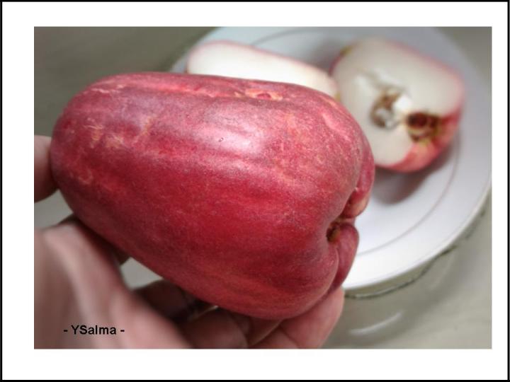 manfaat jambu jamaika meredakan gejala PMS