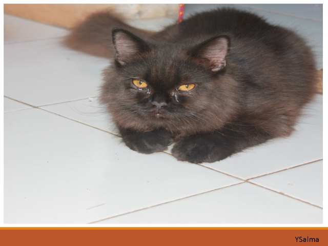 bahasa Minang Kucing