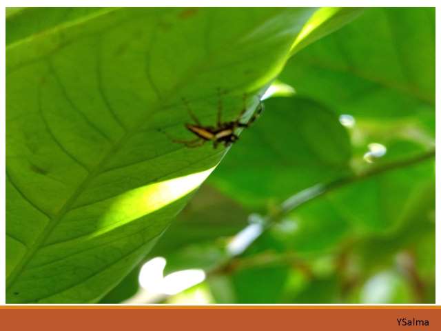 bahasa Minang laba-laba spider