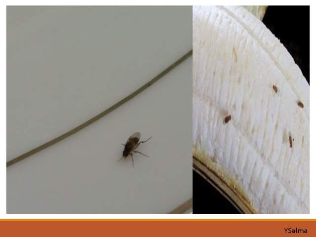 bahasa Minang lalat buah